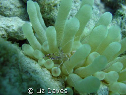 Spotted cleaner shrimp with its anemone. by Liz Daves 